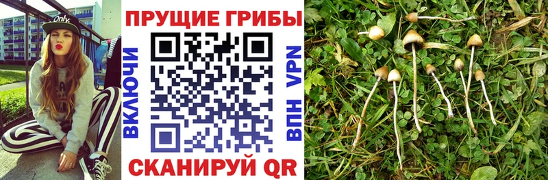 дарнет шоп  Староминская  darknet состав  Галлюциногенные грибы мицелий 